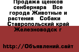 Продажа щенков сенбернара - Все города Животные и растения » Собаки   . Ставропольский край,Железноводск г.